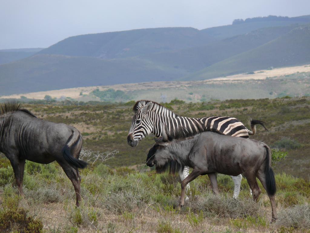 Nyaru Game Lodge Brandwag Bagian luar foto