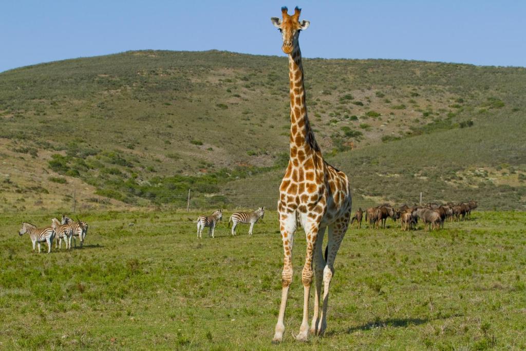 Nyaru Game Lodge Brandwag Bagian luar foto